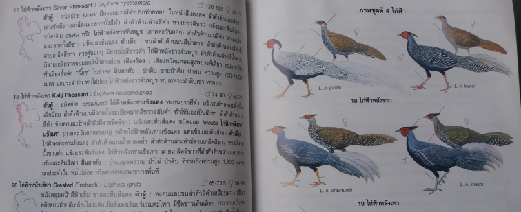 Thaibookpheasants